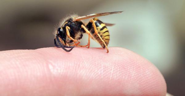 خواص نیش زنبور عسل چیست و چه کاربردهایی دارد؟